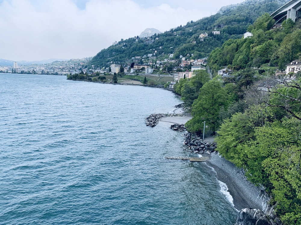 Bäume am Meer