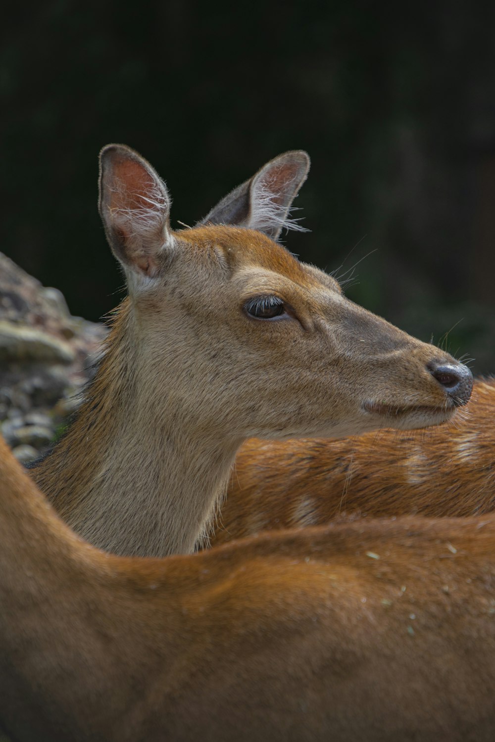 brown deer