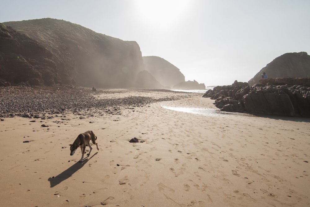 dog walking on sand seashore