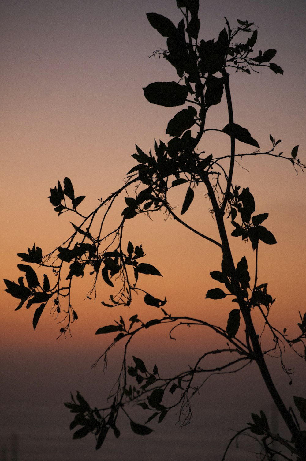 silhouette of tree