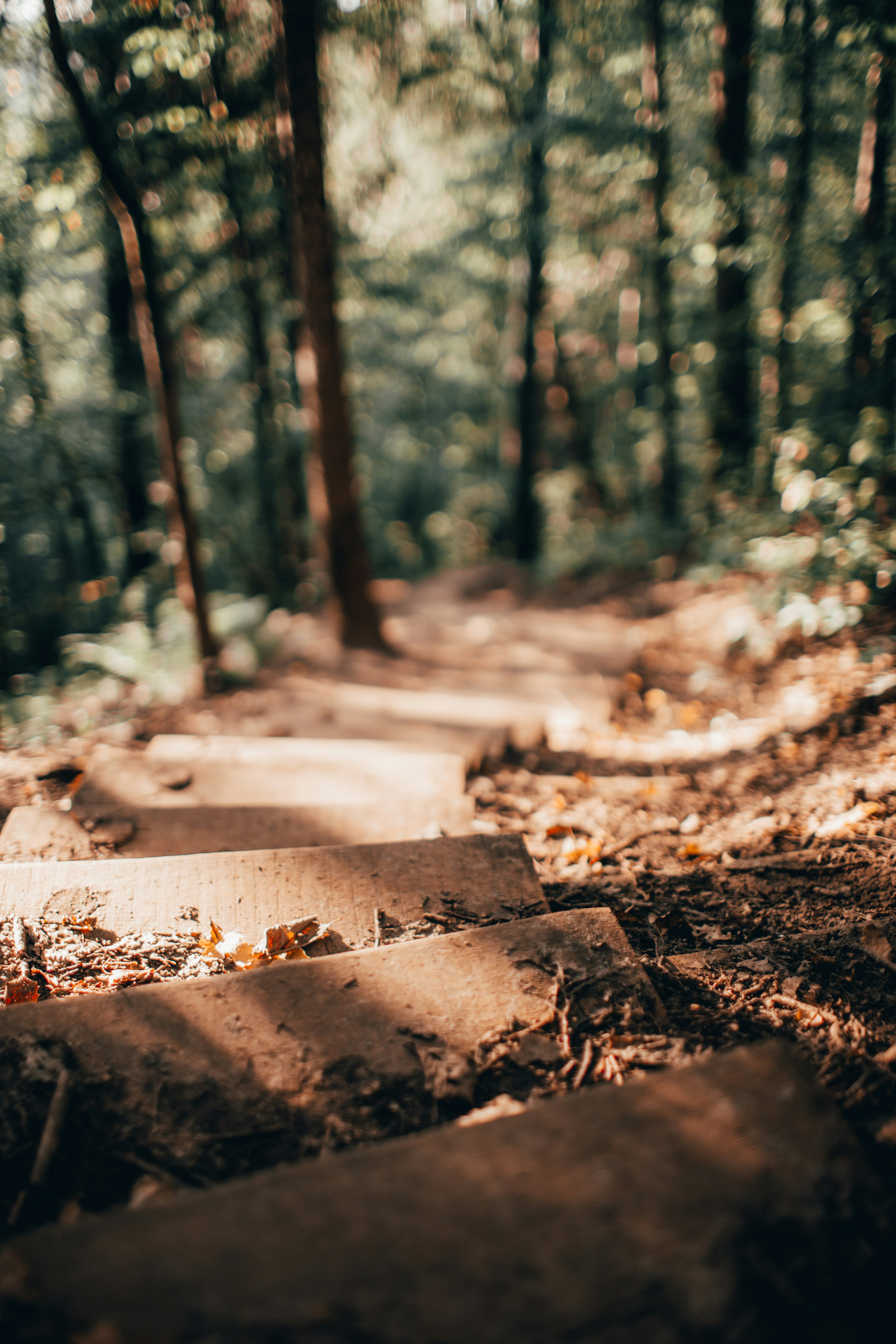 brown staircase near trees