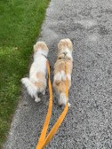 Two fluffy French Bulldogs enjoying a gentle afternoon walk along a tree-lined path.