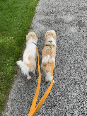 Two fluffy French Bulldogs enjoying a gentle afternoon walk along a tree-lined path.