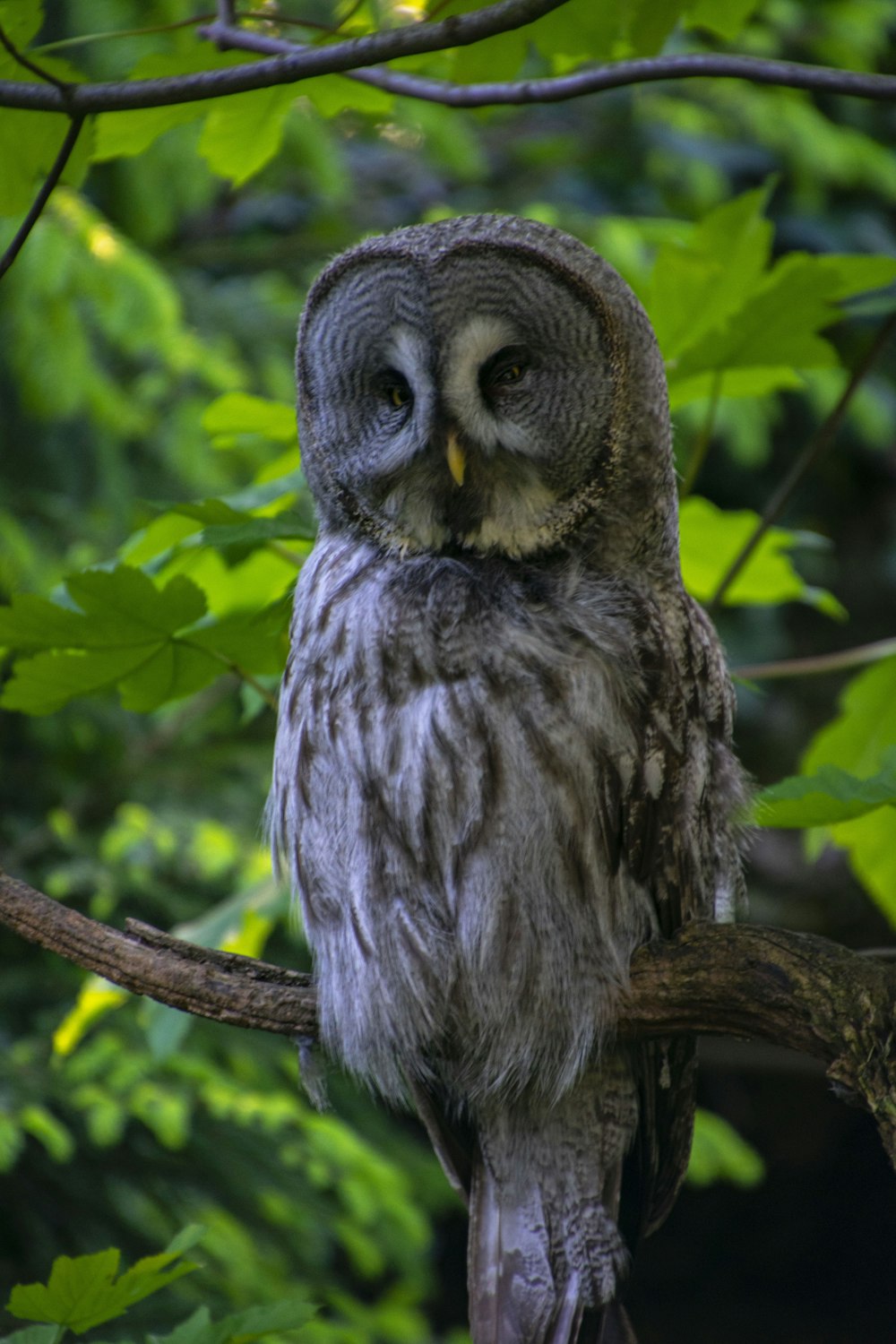 owl on tree branch