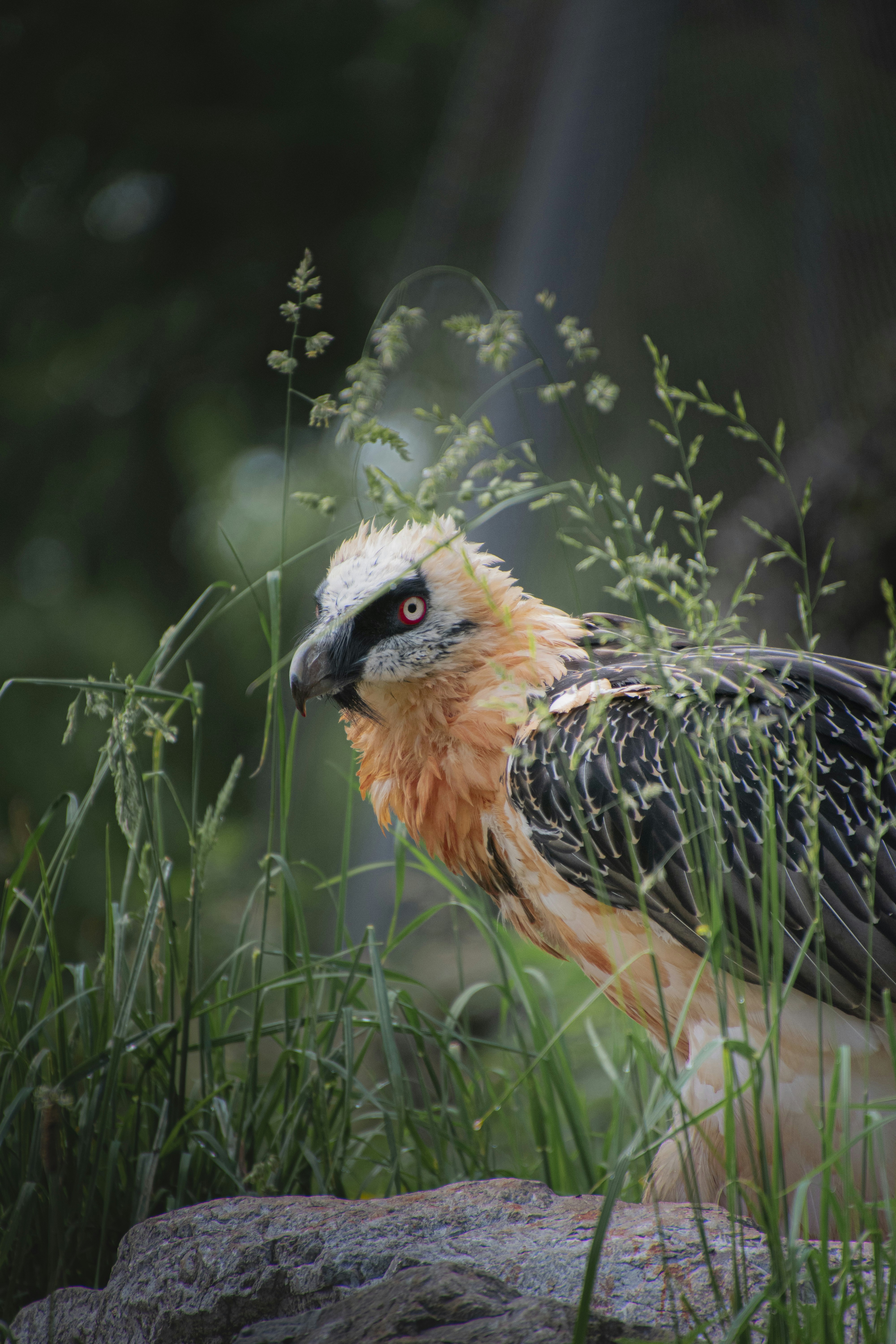 brown and black bird near green grass during daytime