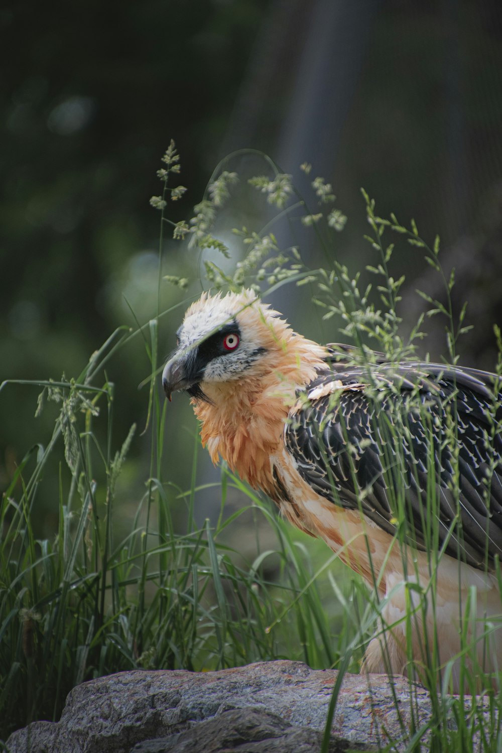 brown and black bird near green grass during daytime