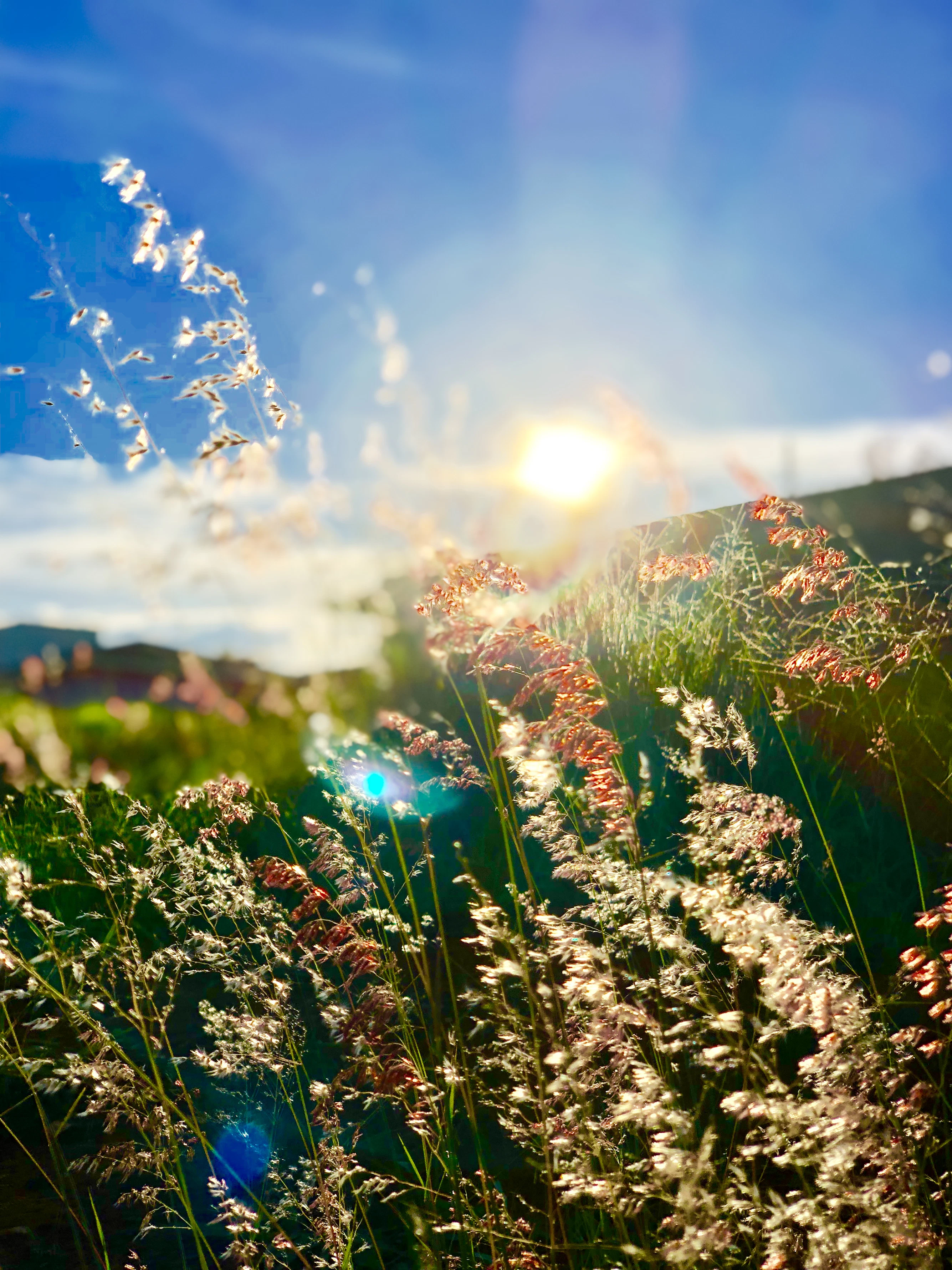 Weizenfeld im Wind