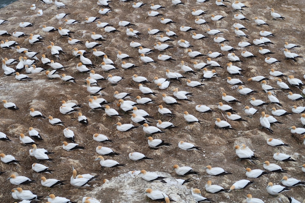 a large flock of seagulls sitting on a rock