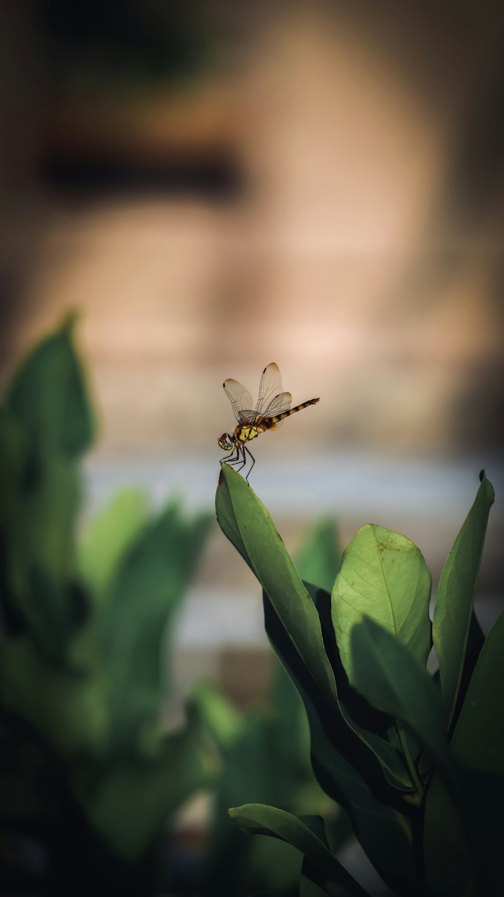 a dragon fly sitting on top of a leafy plant