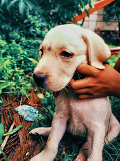 Andre gently guiding a young Labrador through obedience training in a sunny backyard.