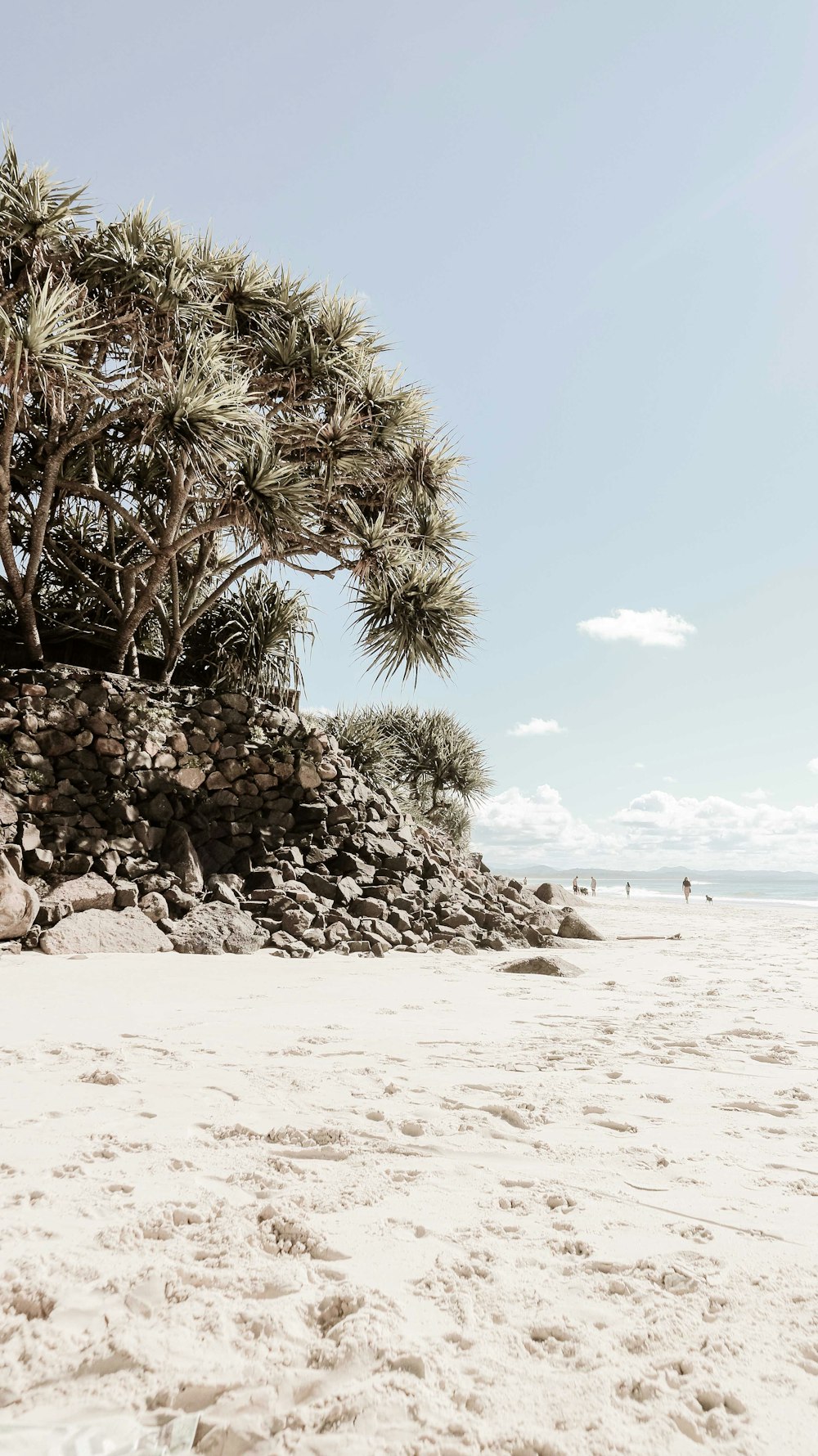 árvores à beira-mar