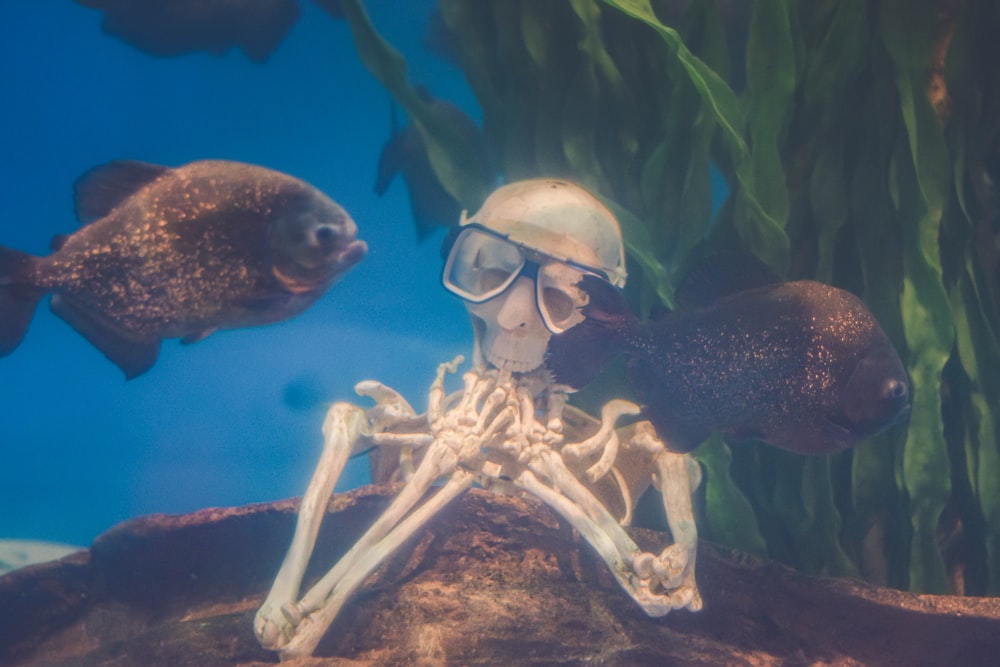 under water photography of two fish and human skull