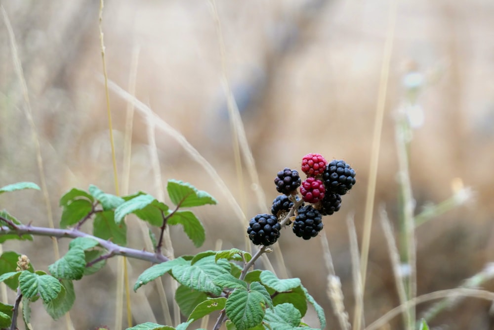 a bunch of berries that are on a branch