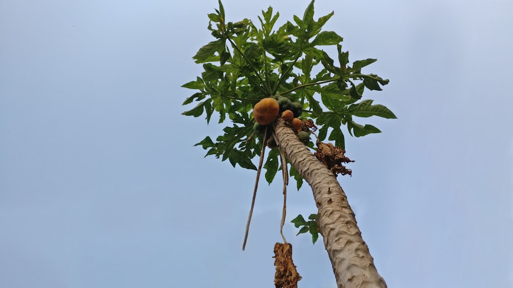 papaya tree