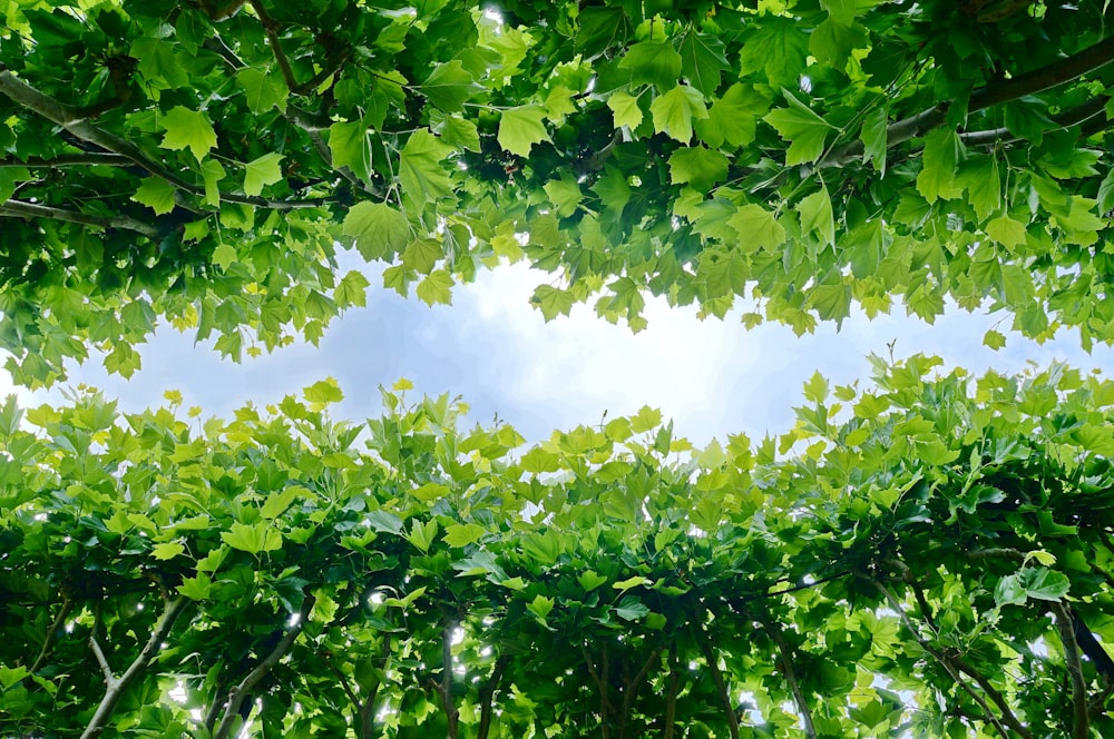 looking up at the leaves of a tree