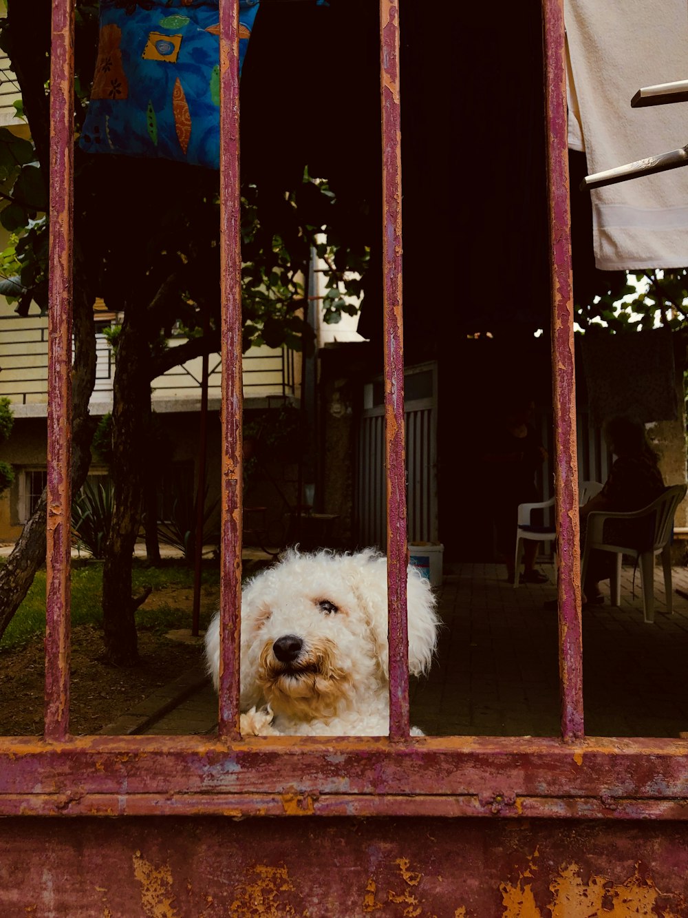 fawn long-coated dog