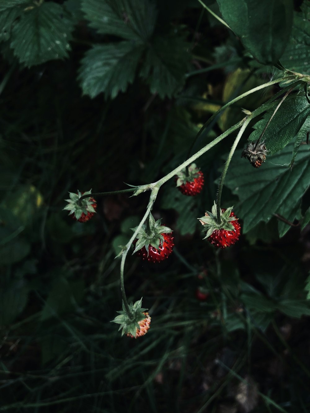 selective-focus photo of red strawberries