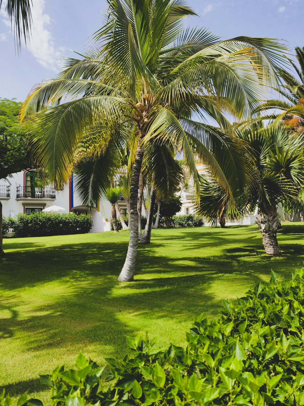 coconut trees