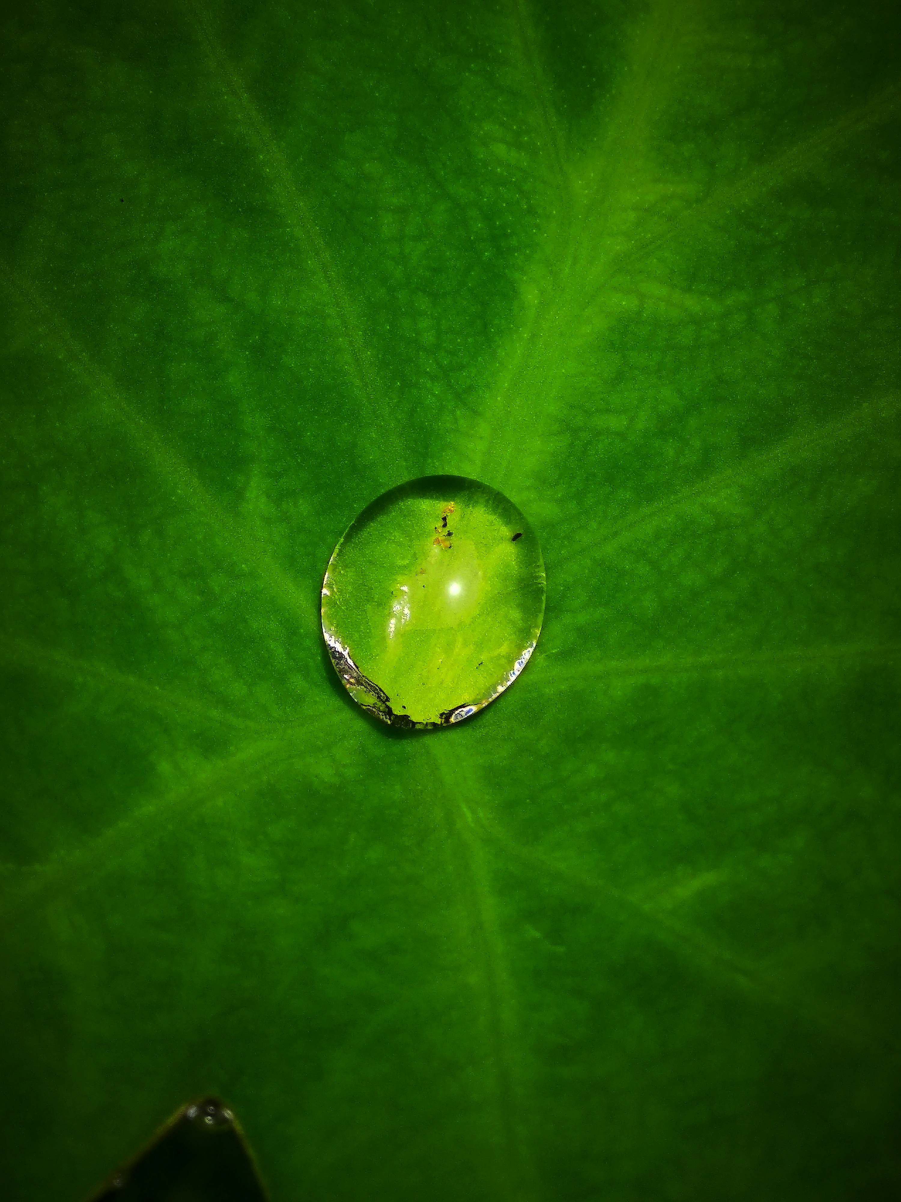 water dew on leaf