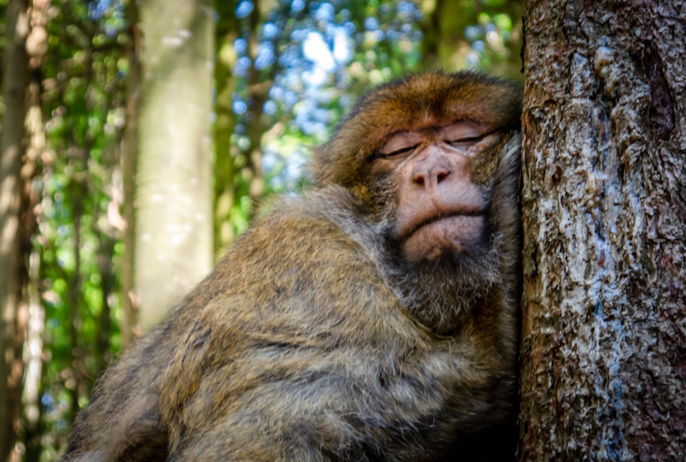 Macaco adormecido durante o dia