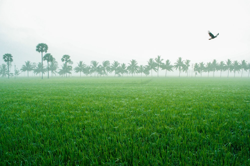 green grass field