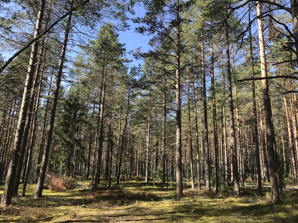 green-leafed trees