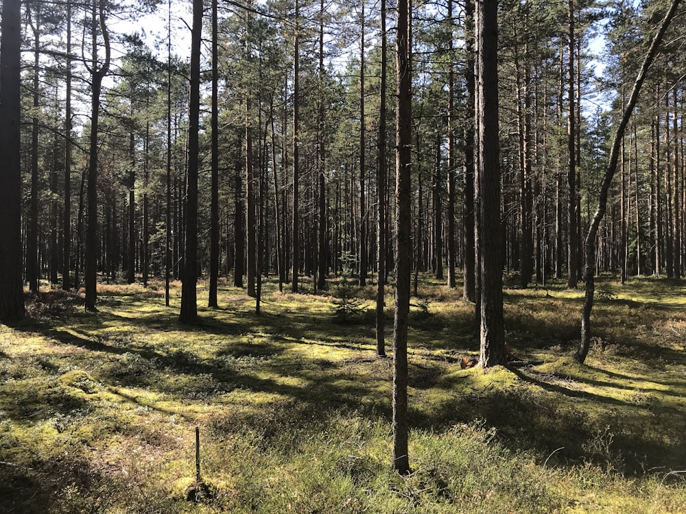 green pine trees