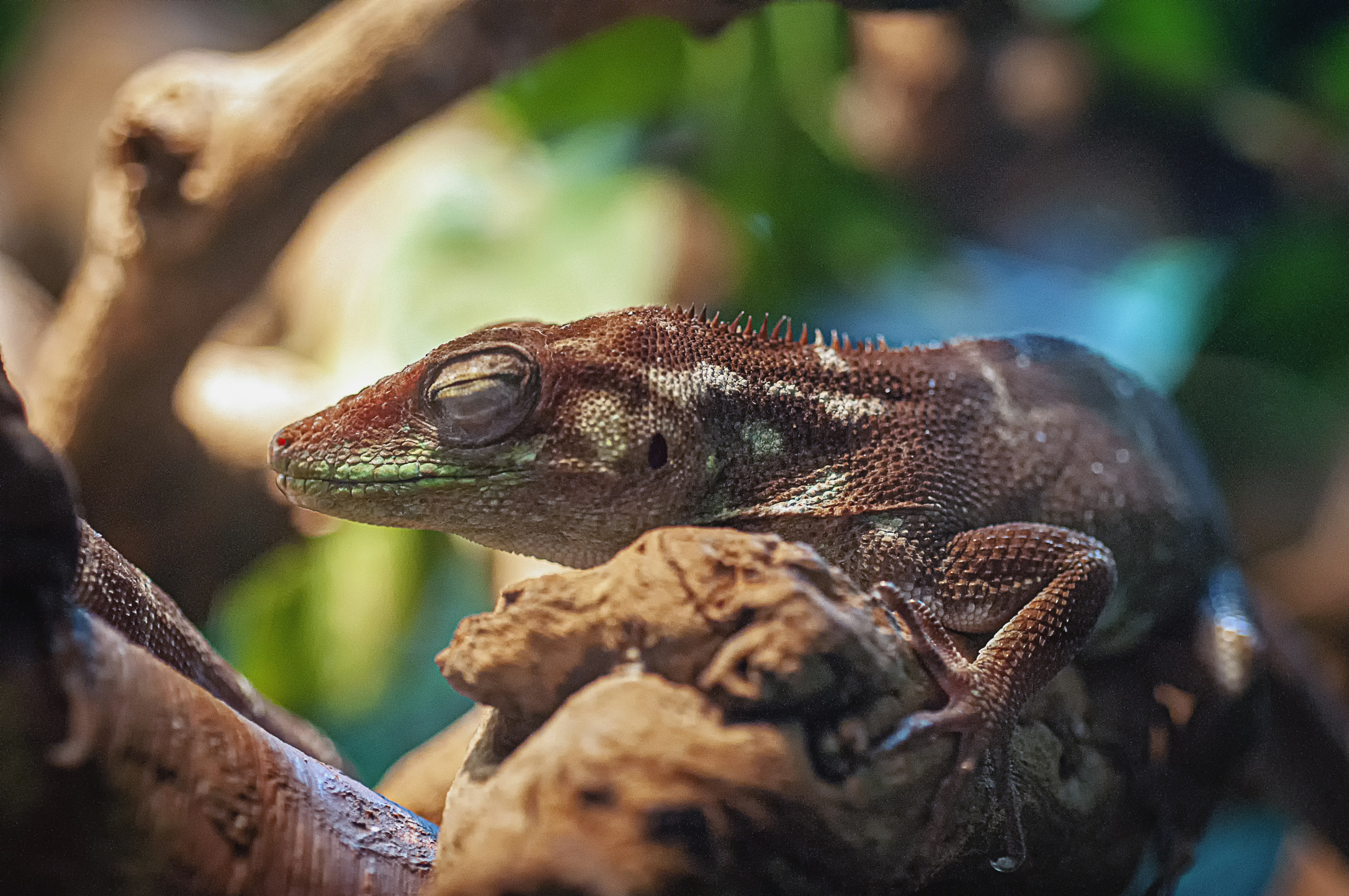 Lizard Habitat Setup
