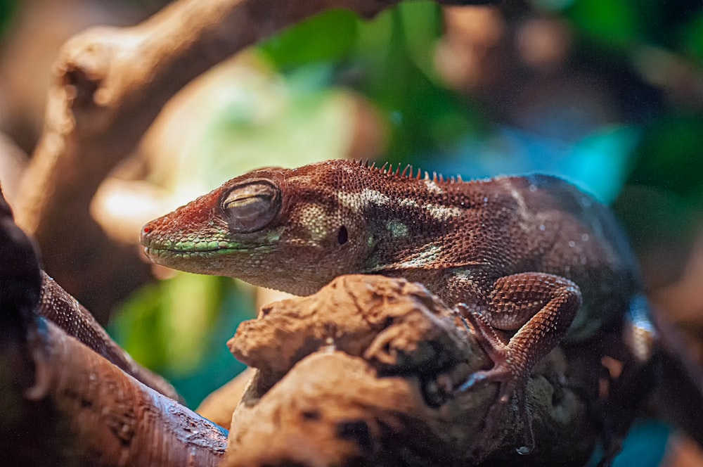 selective focus photography of green lizard