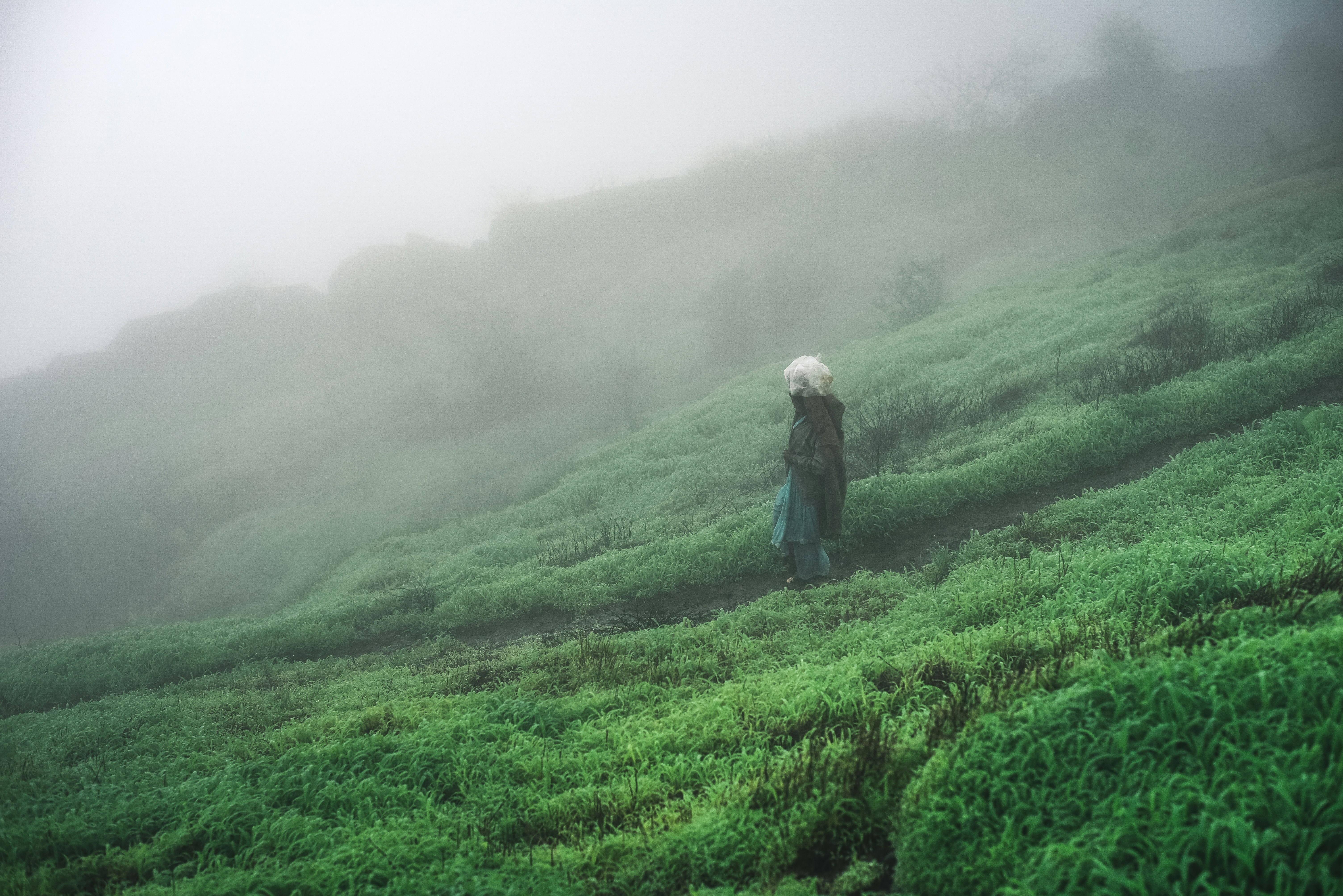 Early morning fog in Kamshet