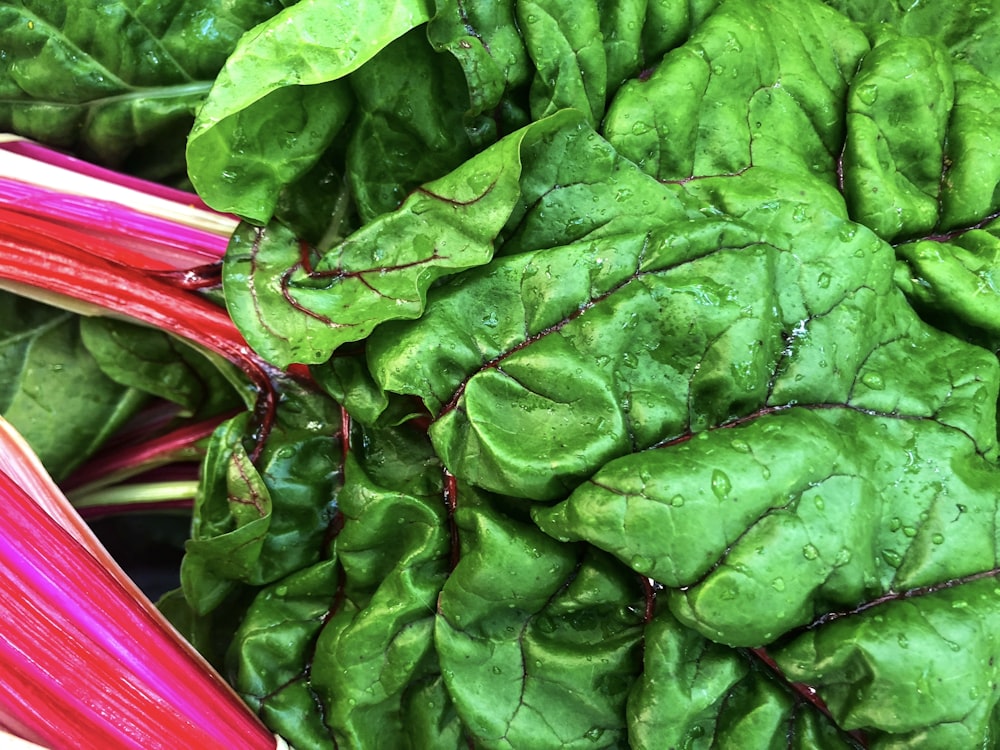 a close up of a bunch of green leafy vegetables