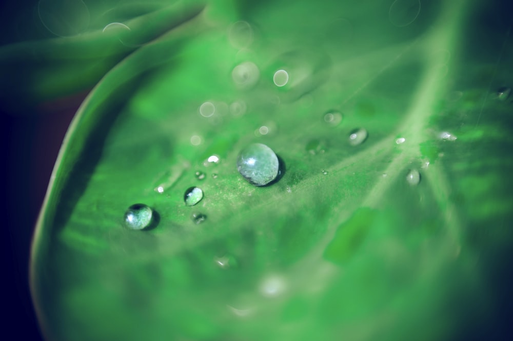 a green leaf with water drops on it