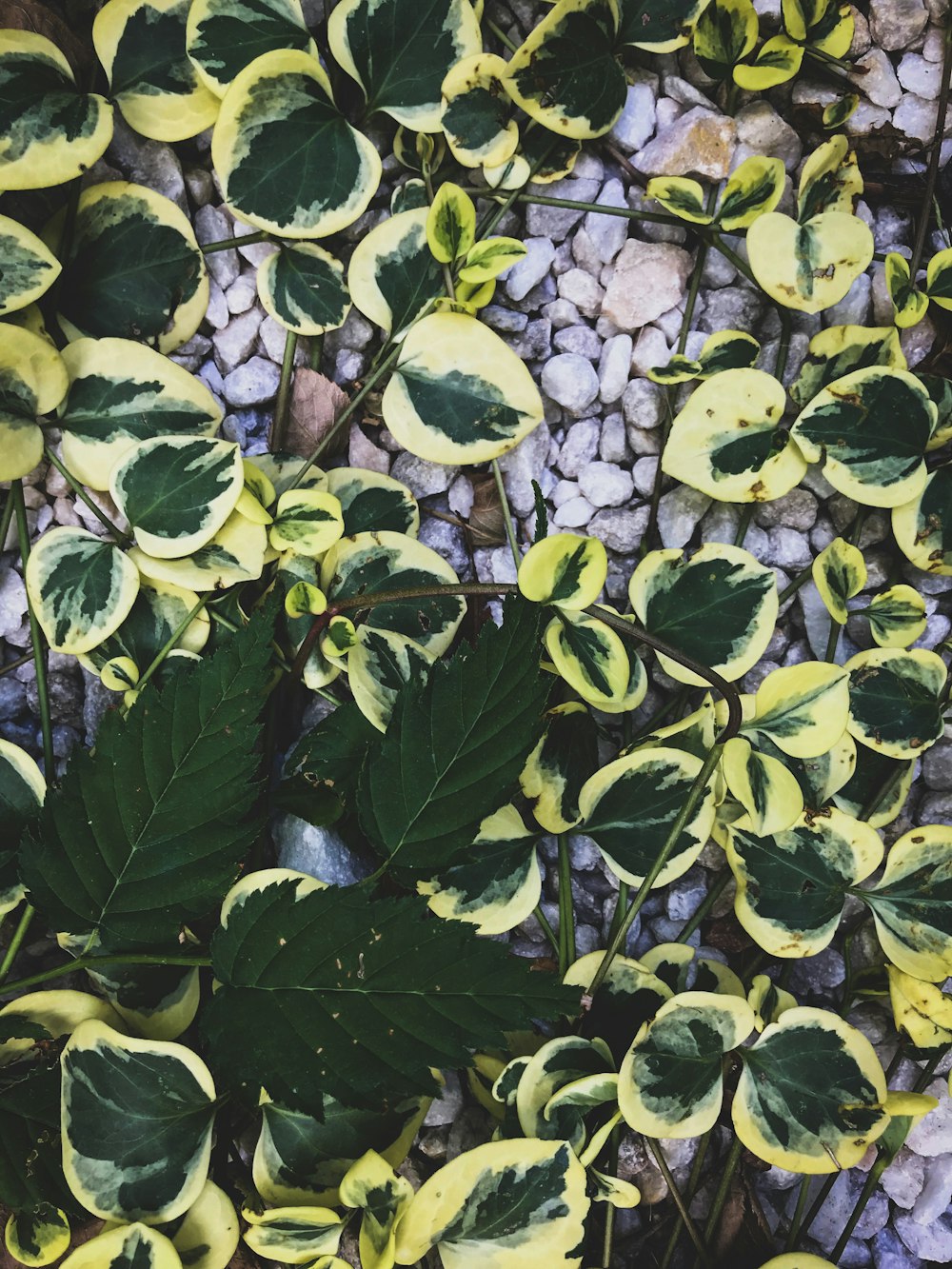 a group of green and yellow plants next to rocks