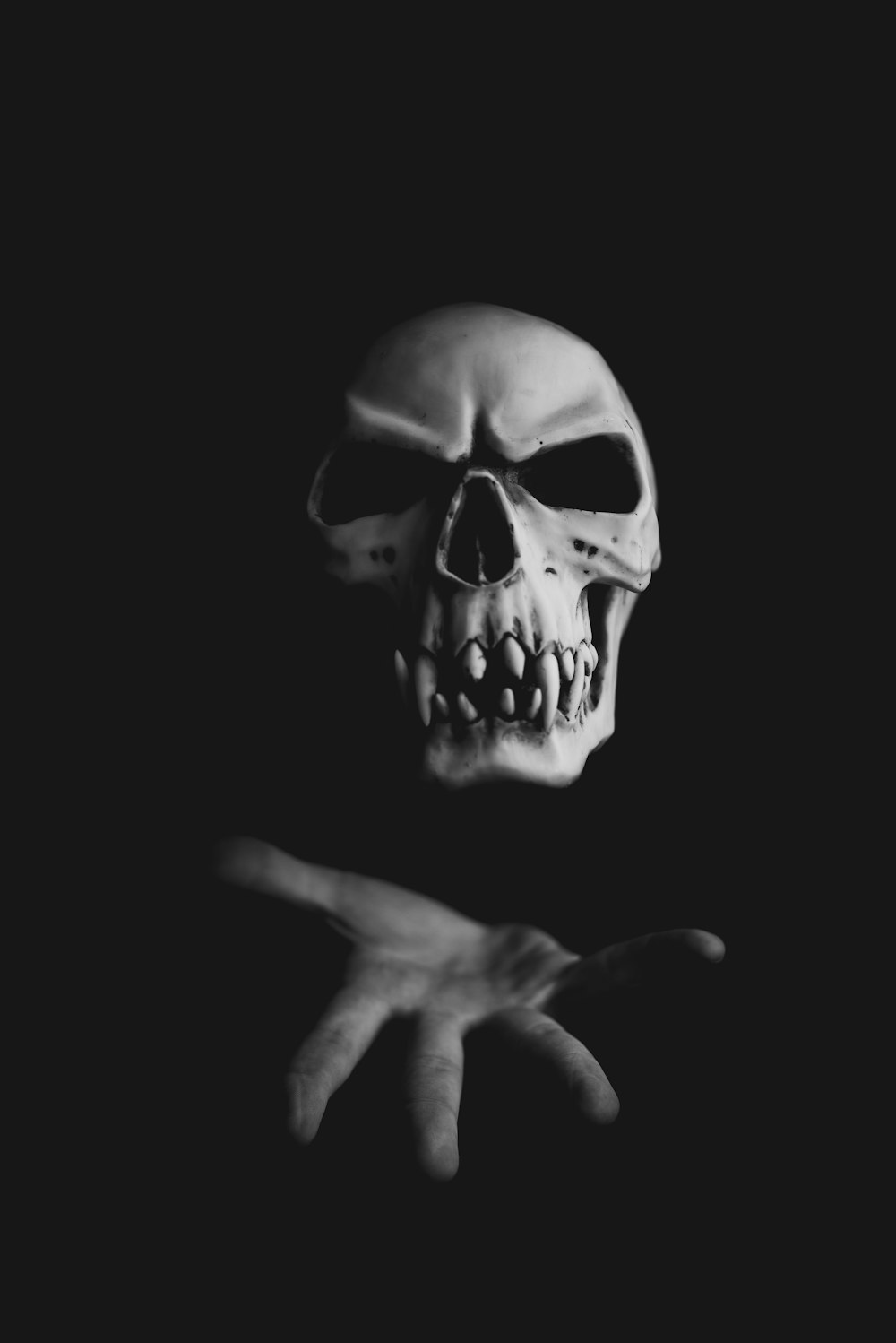 white human skull photo – Free Grey Image on Unsplash
