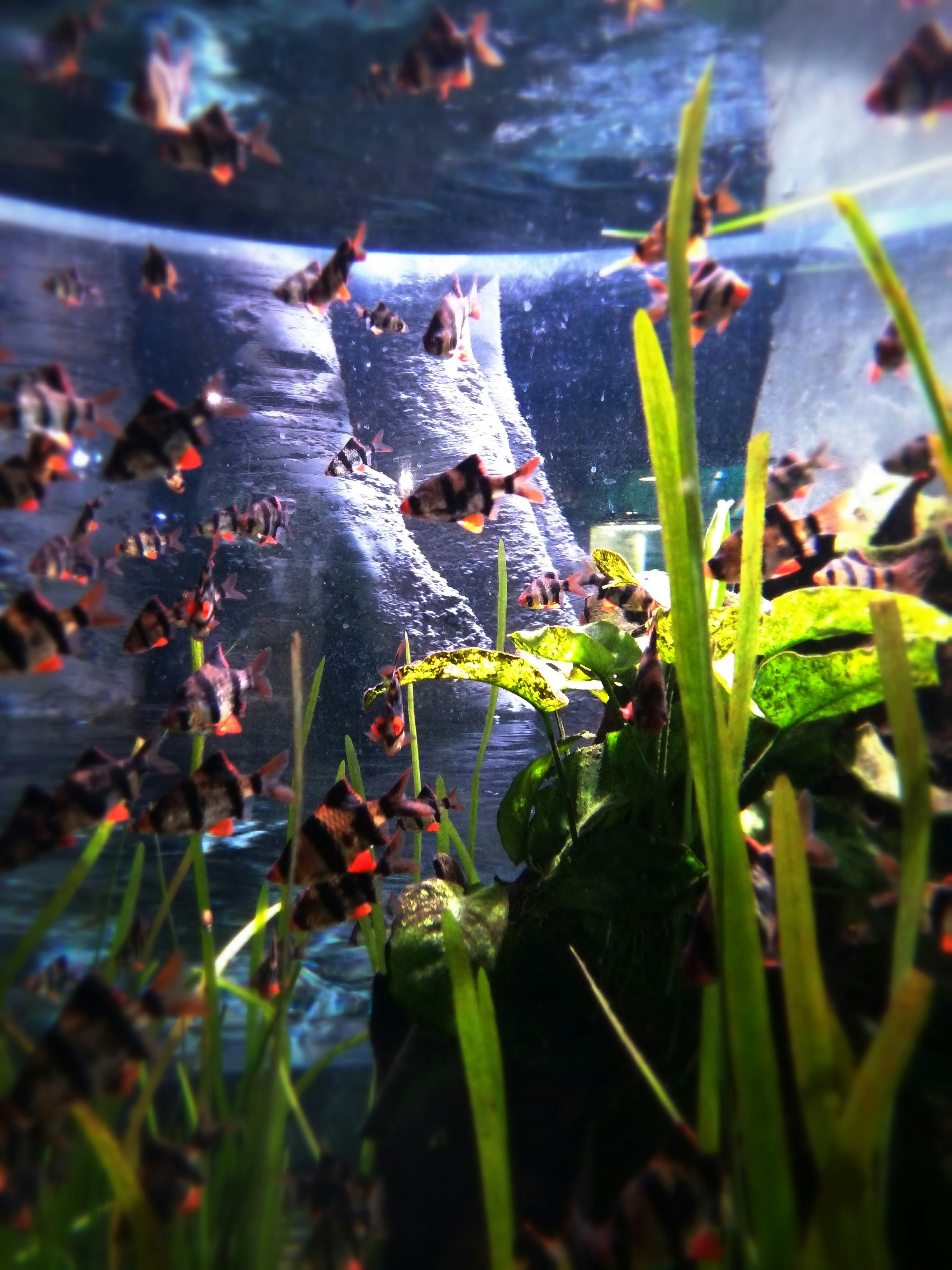 A live aquarium setup