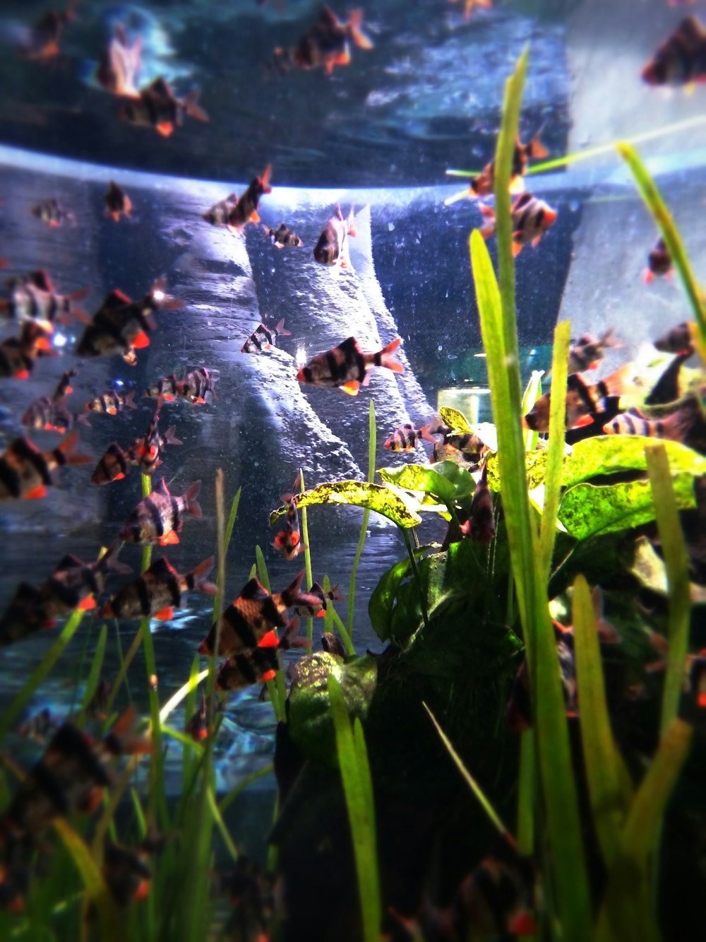 a fish tank filled with lots of small fish