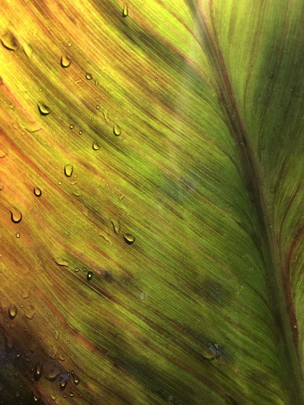 a close up of a leaf with drops of water on it