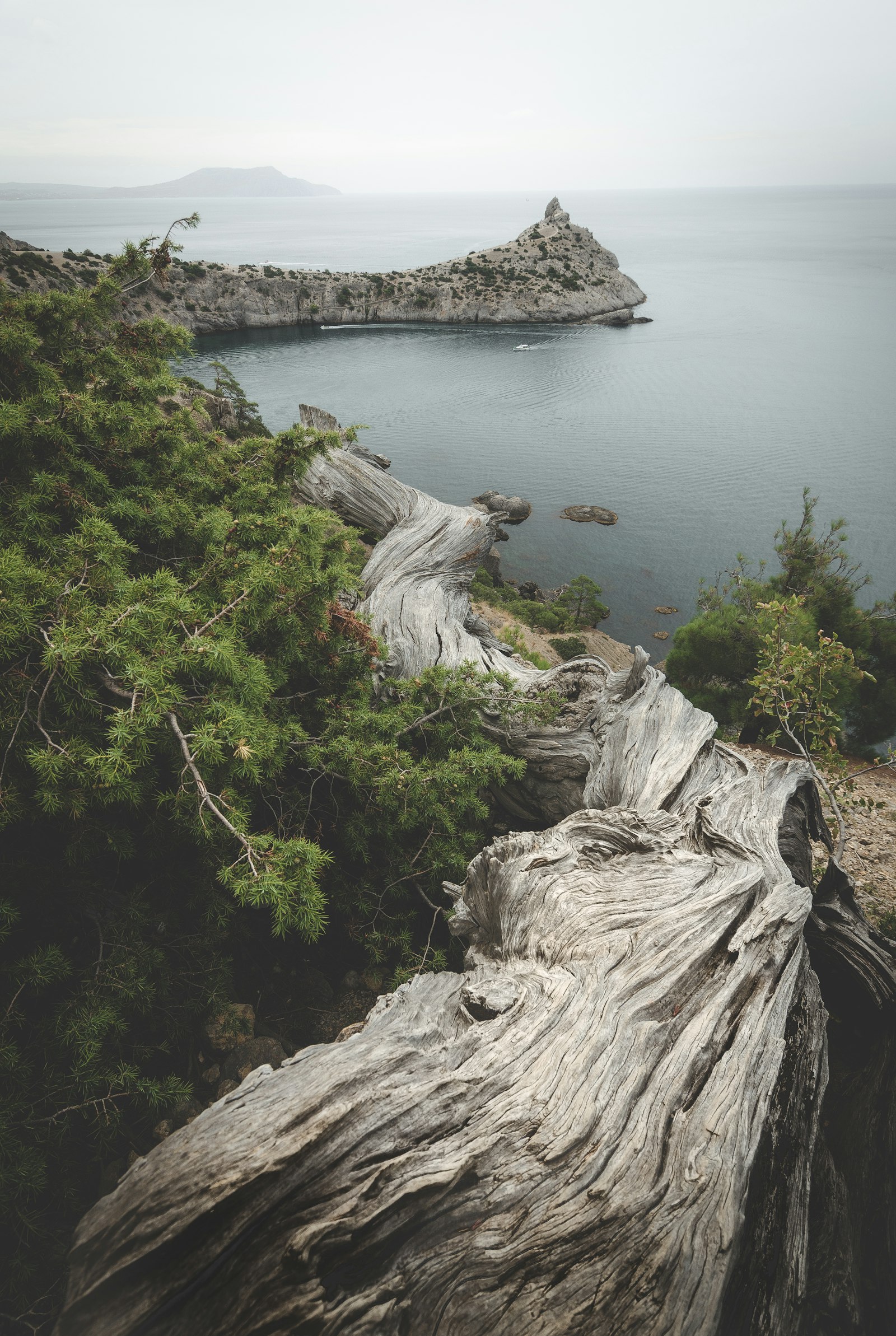 Tokina AT-X 12-28mm F4 Pro DX sample photo. Grey wood log photography