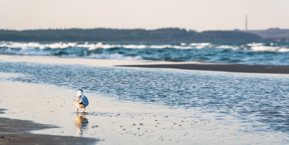 bird on shore