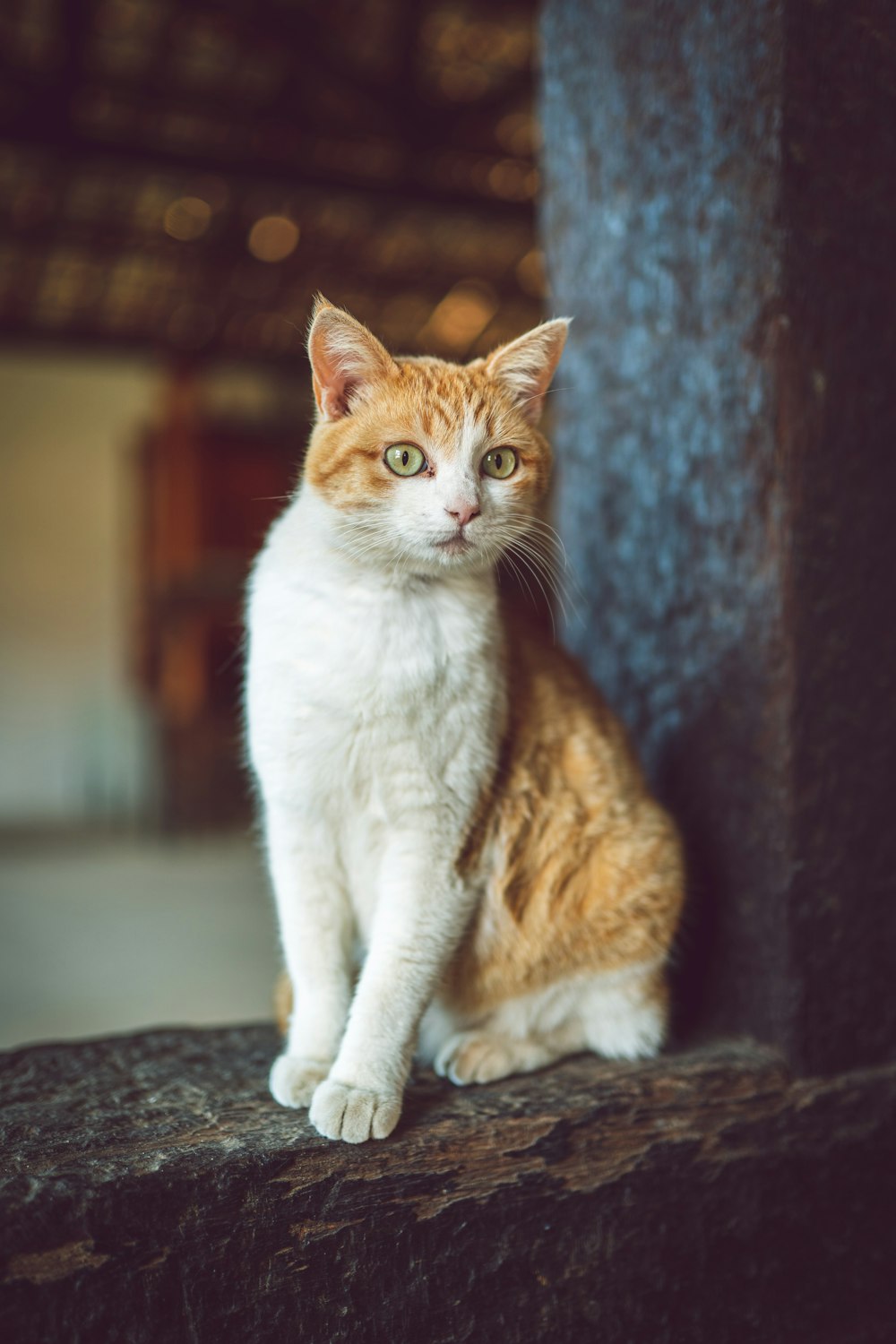 orange tabby cat near post