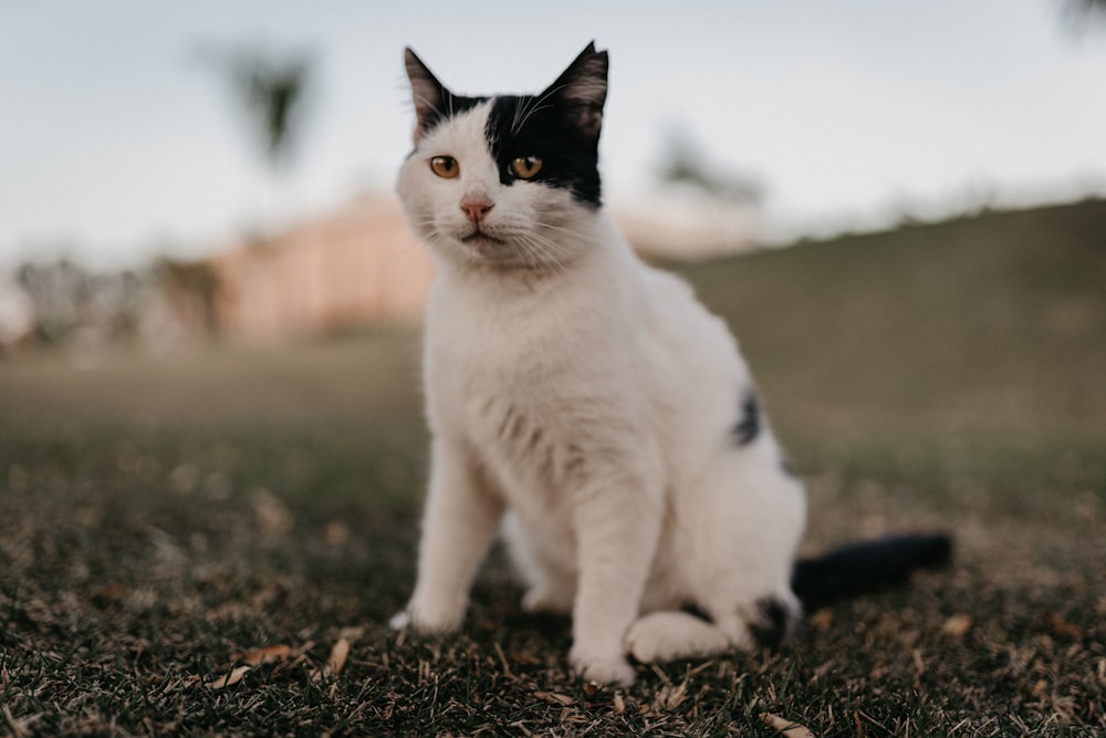 white and black cat