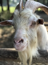 A close-up of a goat with large, curved horns and a long, shaggy beard. The goat's fur is white and cream-colored, and its eyes are focused directly at the viewer. The background is blurred, suggesting an outdoor setting, possibly a farm or zoo.
