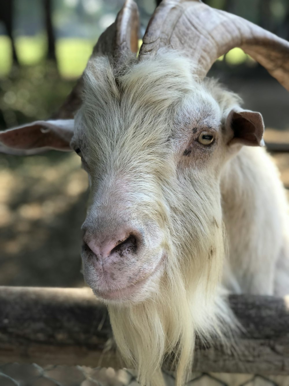 white coated goat