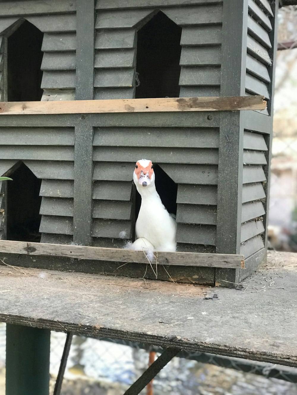 white duck inside coop