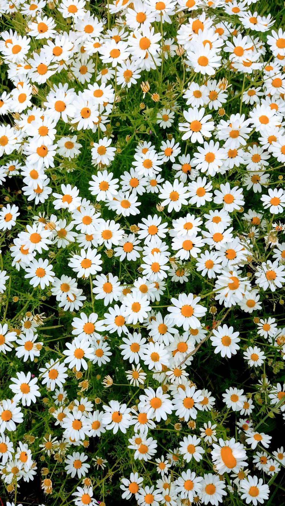 green-leafed plant with white flowers