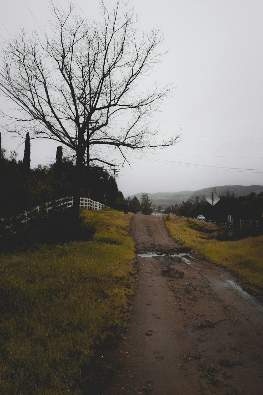 a dirt road with a tree on the side of it