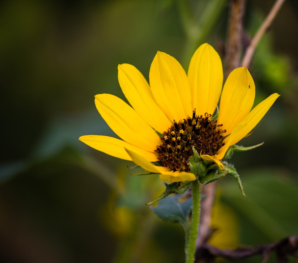 yellow sunflower