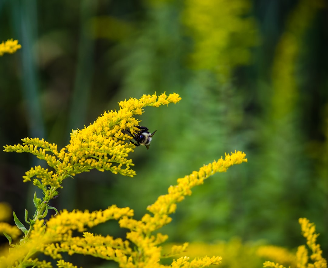 Bee on Goldenrod