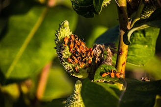 A cluster of orange and black insects are gathered on a green, spiky plant pod surrounded by lush greenery.