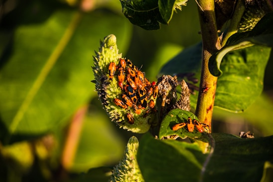 A cluster of orange and black insects are gathered on a green, spiky plant pod surrounded by lush greenery.